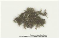 藏品(列胞耳葉蘚)的圖片